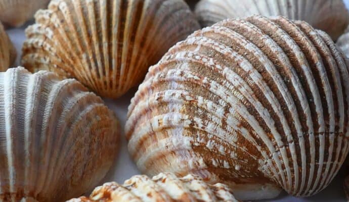 Fun Things To Do at the Beach Even if You Don’t Swim - collect sea shells