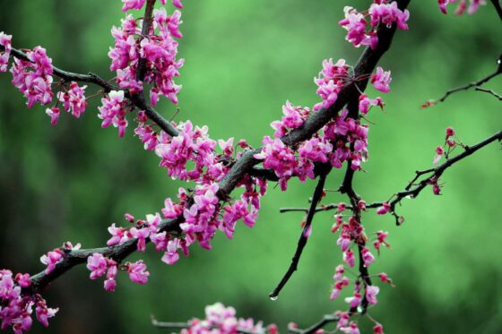 Most Beautiful Flowering Trees for Spring - Redbud