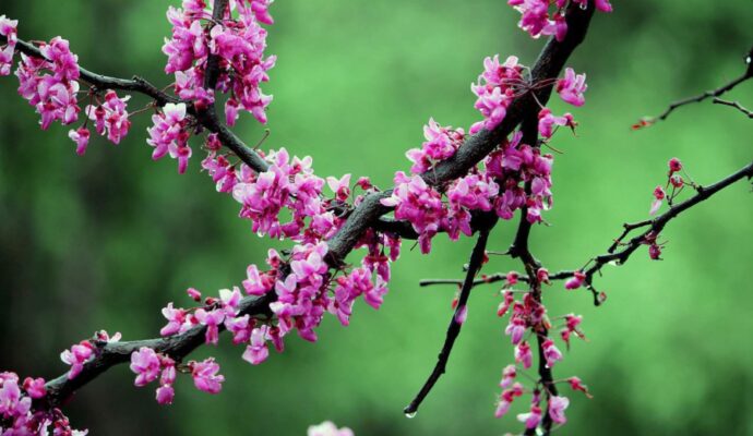 Most Beautiful Flowering Trees for Spring - Redbud