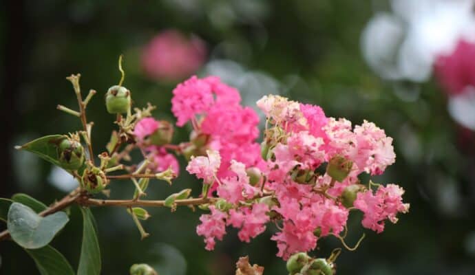 Most Beautiful Flowering Trees for Spring - crepe myrtle