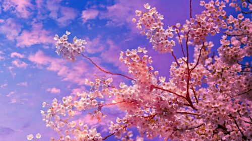 Most Beautiful Flowering Trees for Spring - flowering cherry blossom