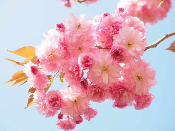 Most Beautiful Flowering Trees for Spring - flowering cherry