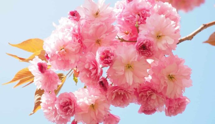 Most Beautiful Flowering Trees for Spring - flowering cherry
