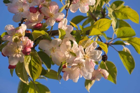 Most Beautiful Flowering Trees for Spring - flowering crabapple