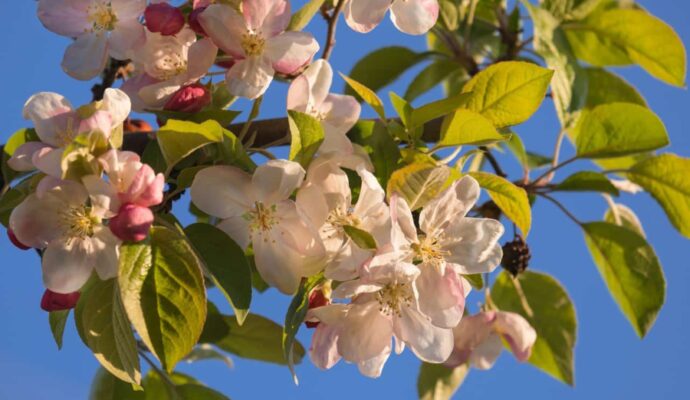 Most Beautiful Flowering Trees for Spring - flowering crabapple
