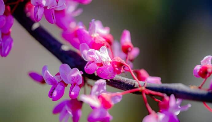 Most Beautiful Flowering Trees for Spring - redbud tree