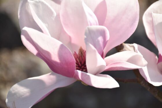 Most Beautiful Flowering Trees for Spring - southern magnolia