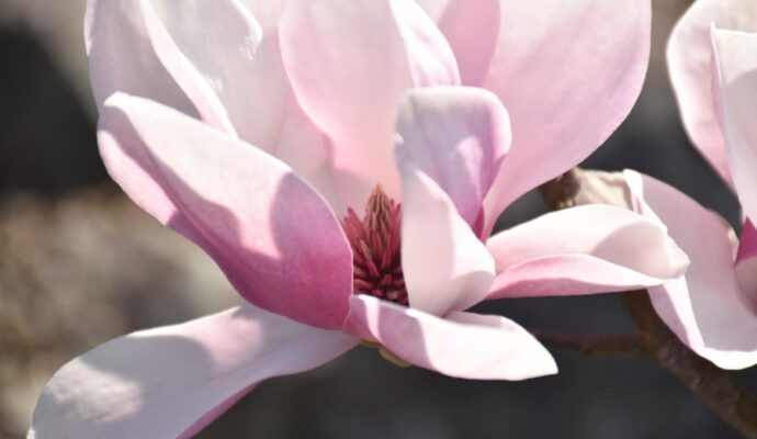 Most Beautiful Flowering Trees for Spring - southern magnolia