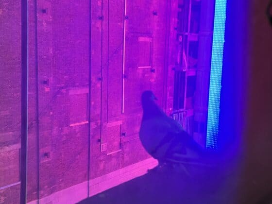 OYO Times Square - pigeon in window