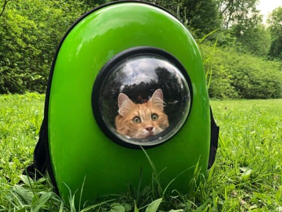 How to Keep Your Pet Safe During Emergencies - cat carrier