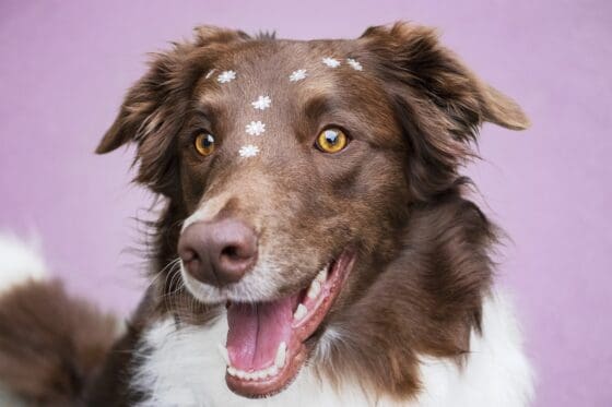 How to Keep Your Pet Safe During Emergencies
