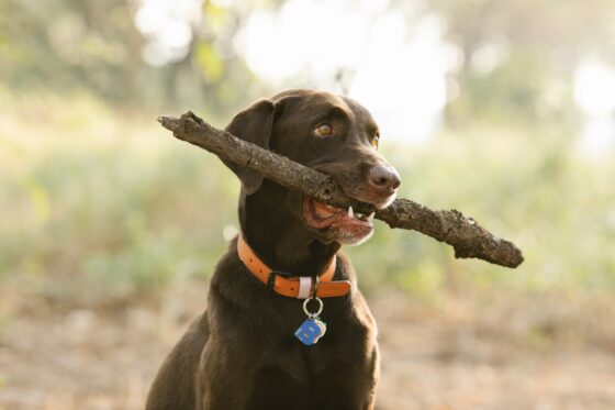 How to Keep Your Pet Safe During Emergencies - pet collar and id tag