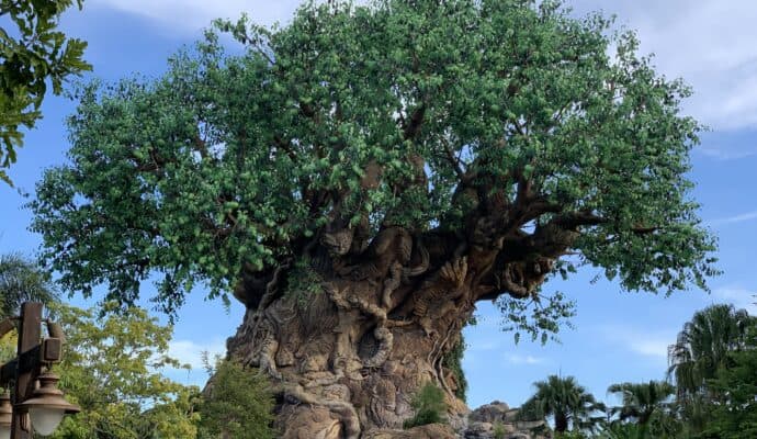 Best Day to Arrive at Disney World - animal kingdom