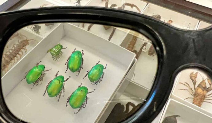 Carnegie Museum of Natural History Entomology - chrysina jewel scarab beetle iridescence left lens