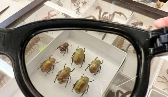 Carnegie Museum of Natural History Entomology - chrysina jewel scarab beetle iridescence right lens