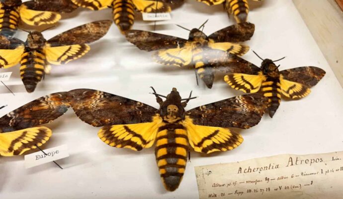 Carnegie Museum of Natural History Entomology - death's head hawkmoth