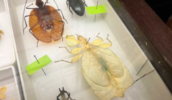 Carnegie Museum of Natural History Entomology - wow drawer