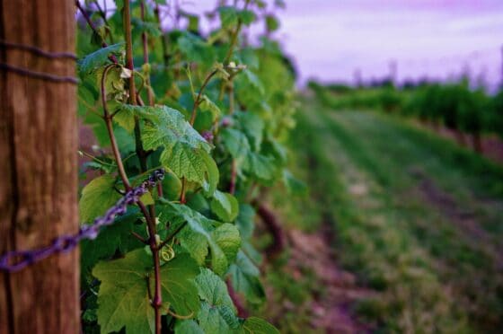 visit oregon wine country - grape vines