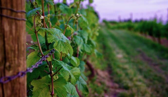 visit oregon wine country - grape vines