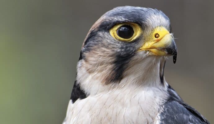 9 Fun Things to Do in Cabarrus County NC Beyond the Race Track - carolina raptor center