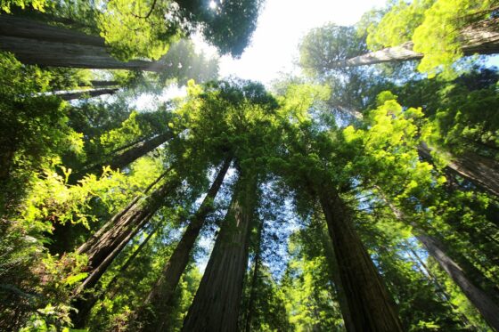Best Places To Go Camping in the U.S. - big basin redwoods state park
