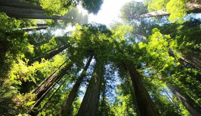 Best Places To Go Camping in the U.S. - big basin redwoods state park