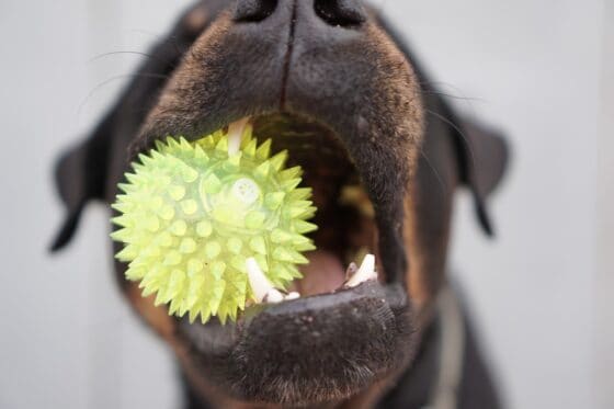 best pet-friendly cruises - bring items and toys from home
