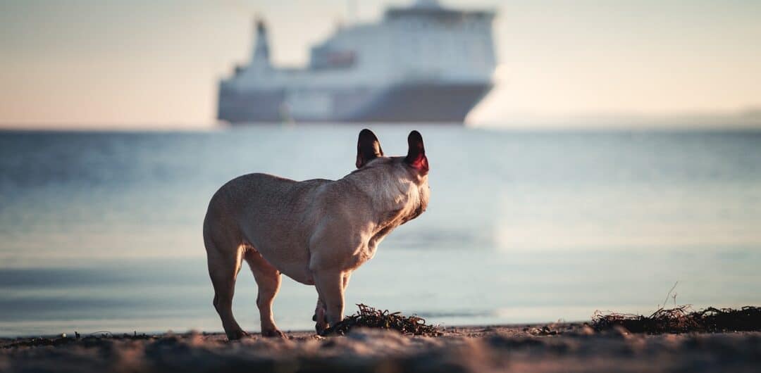 4 Big Things You Need To Consider When Going On Vacation 3 best pet-friendly cruises - dog looking a cruise ship