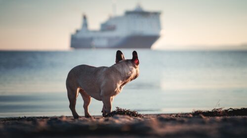 best pet-friendly cruises - dog looking a cruise ship