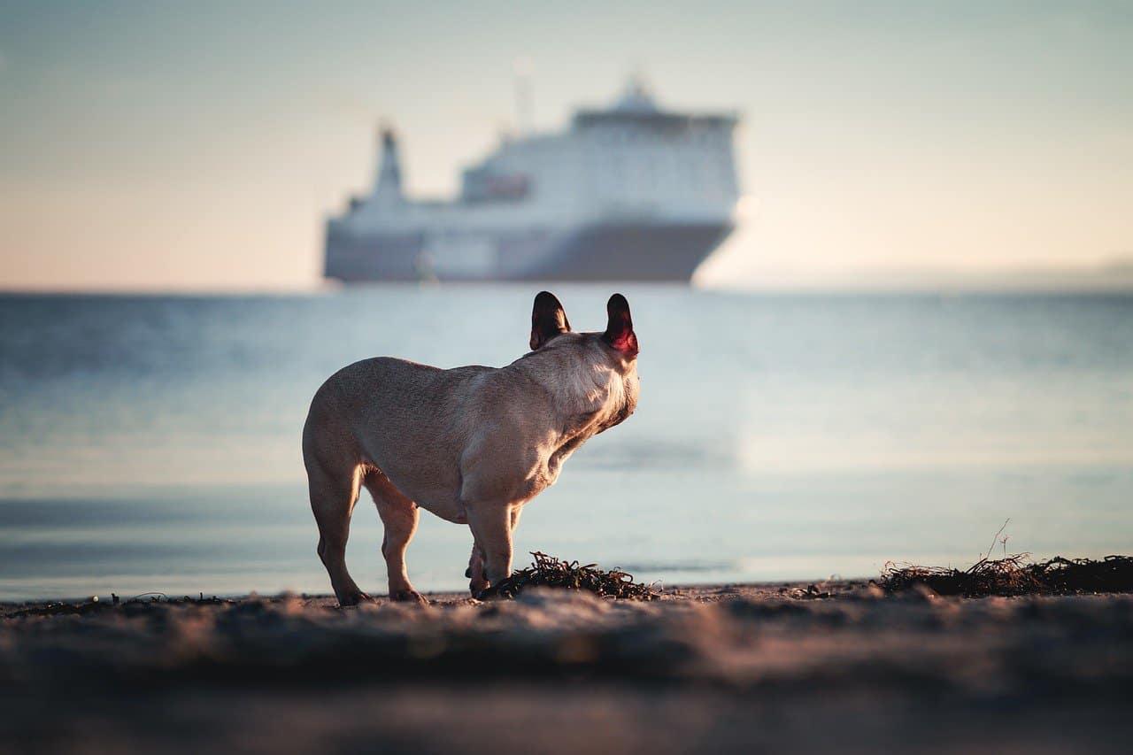 best pet-friendly cruises - dog looking a cruise ship