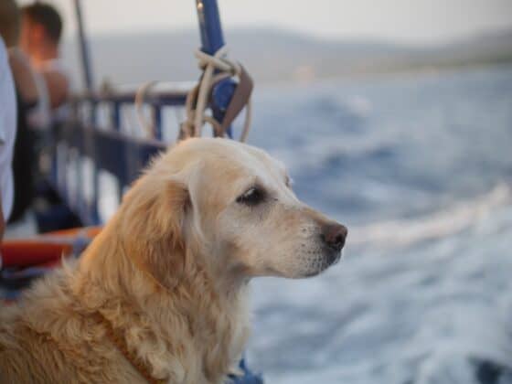 best pet-friendly cruises - dog on ship