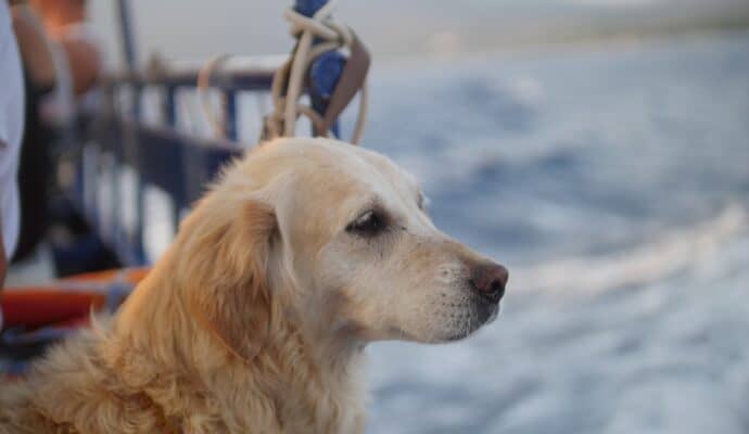 best pet-friendly cruises - dog on ship