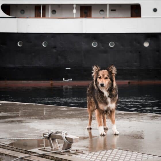 pet-friendly cruises