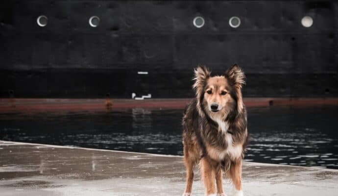 pet-friendly cruises