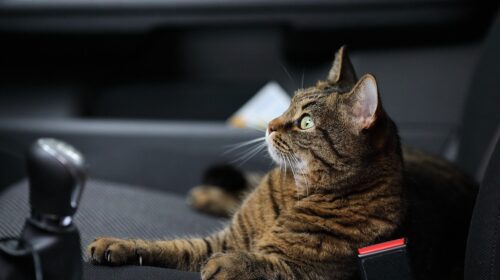 travel with cats - important tips
