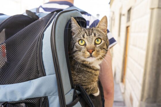 travel with cats - important tips cat carrier