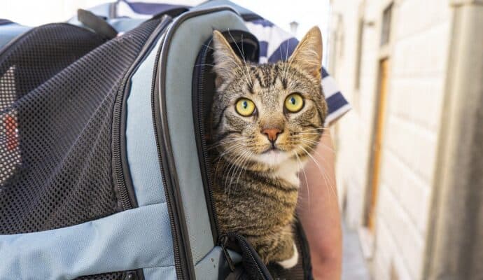 travel with cats - important tips cat carrier