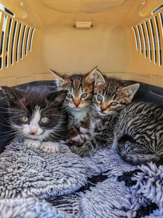 travel with cats - important tips - kittens in a carrier