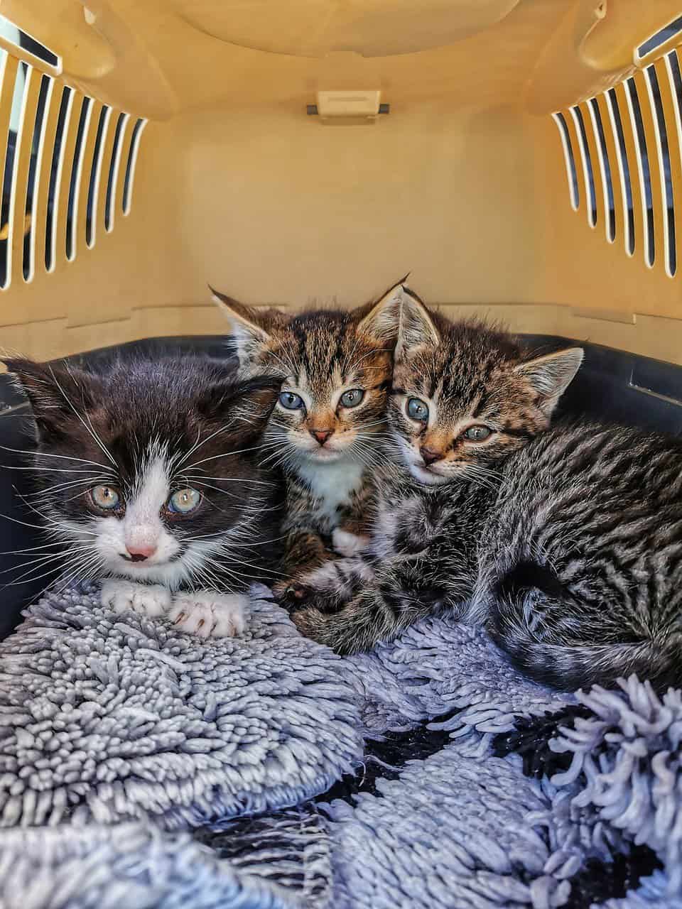 Travel with Cats: 5 Easy Tips for a Stress-Free Trip 2 travel with cats - important tips - kittens in a carrier