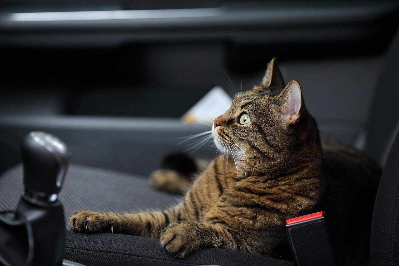 travel with cats - important tips
