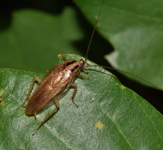 Here are 8 Pesky Hidden Allergens in the Home - roaches