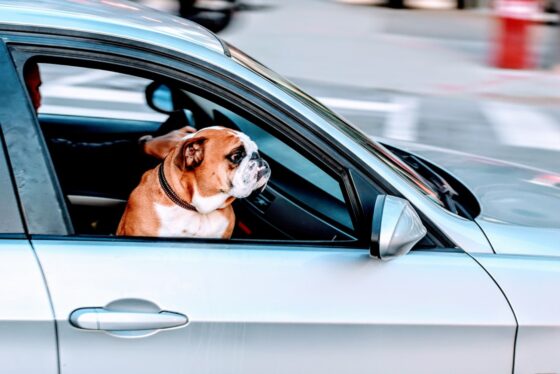 How to Keep Your Pet Healthy and Happy During Trips