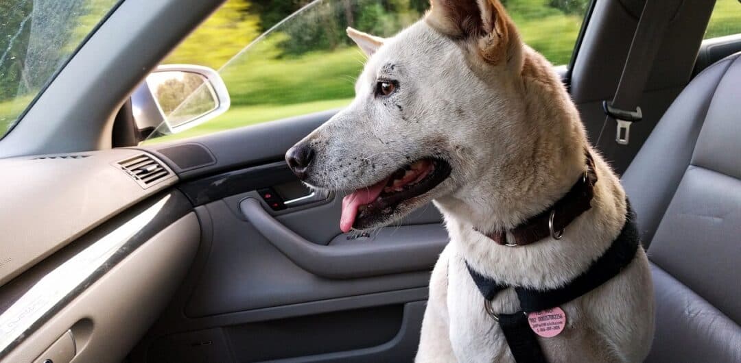 How to Keep Your Pet Healthy and Happy During Trips - dog in car with seatbelt