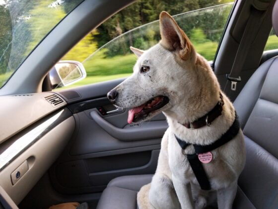 How to Keep Your Pet Healthy and Happy During Trips - dog in car with seatbelt