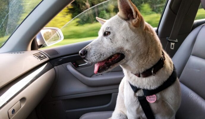 How to Keep Your Pet Healthy and Happy During Trips - dog in car with seatbelt