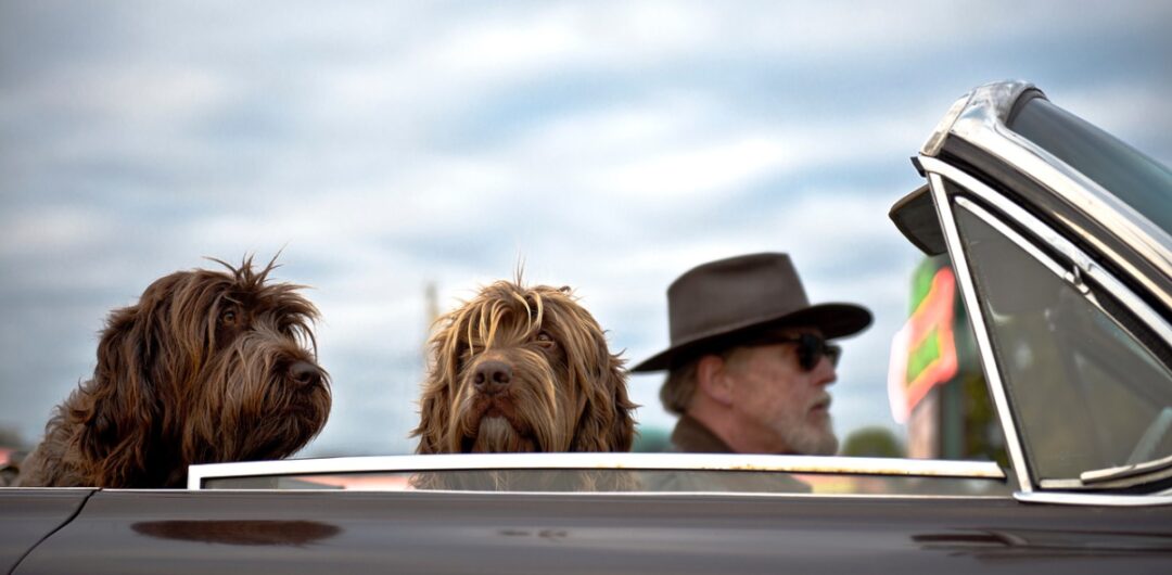 How to Keep Your Pet Healthy and Happy During Trips - dogs in convertible car