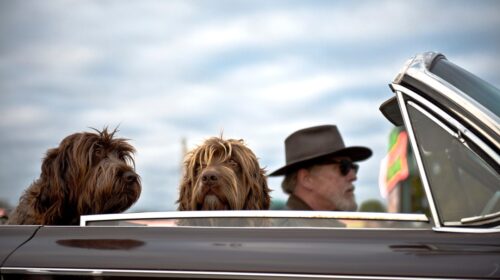 How to Keep Your Pet Healthy and Happy During Trips - dogs in convertible car