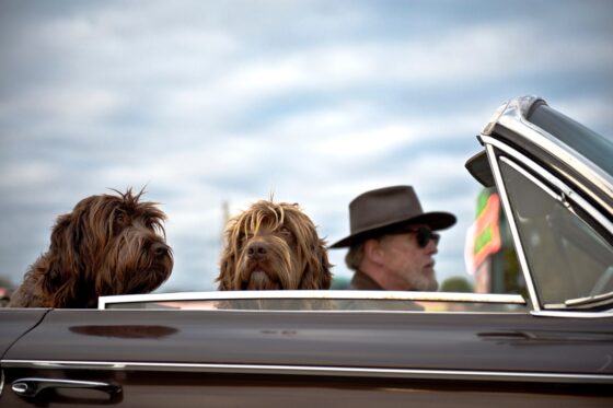 How to Keep Your Pet Healthy and Happy During Trips - dogs in convertible car