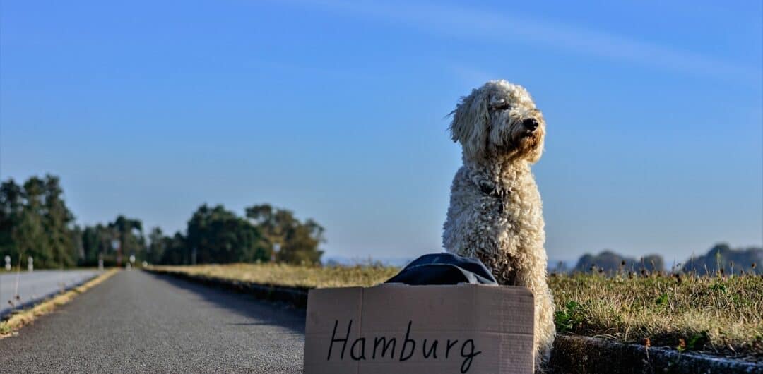 How To Avoid Holiday On The Road Disappointment 3 How To Avoid Holiday On The Road Disappointment How to Keep Your Pet Healthy and Happy During Trips - road trip