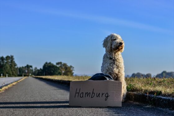 How to Keep Your Pet Healthy and Happy During Trips - road trip